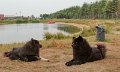 ganderkesee (18)